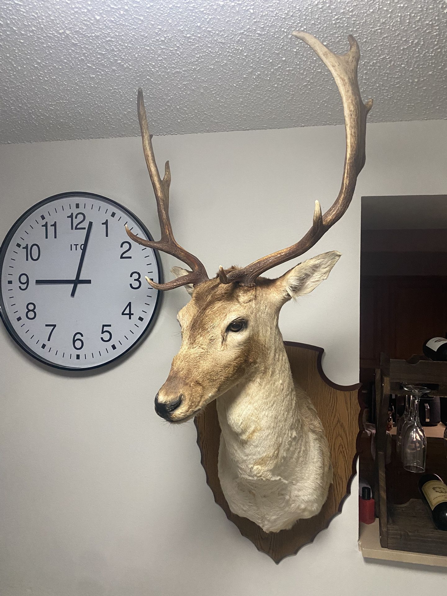 White Tail  Deer Head 