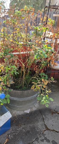 Fruiting Raspberry bushes