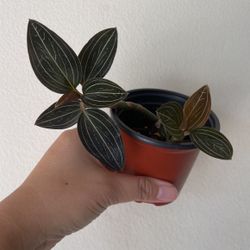 Beautiful Plant