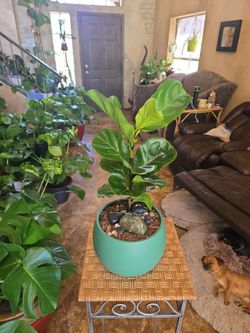 Lovely  1ft 7in tall Fiddle Leaf Fig Plant In New 7in Pot With polished stones.
