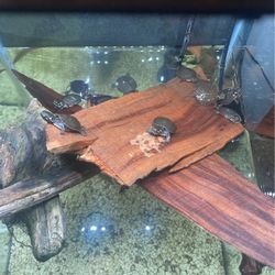 Fish Tanks And items 