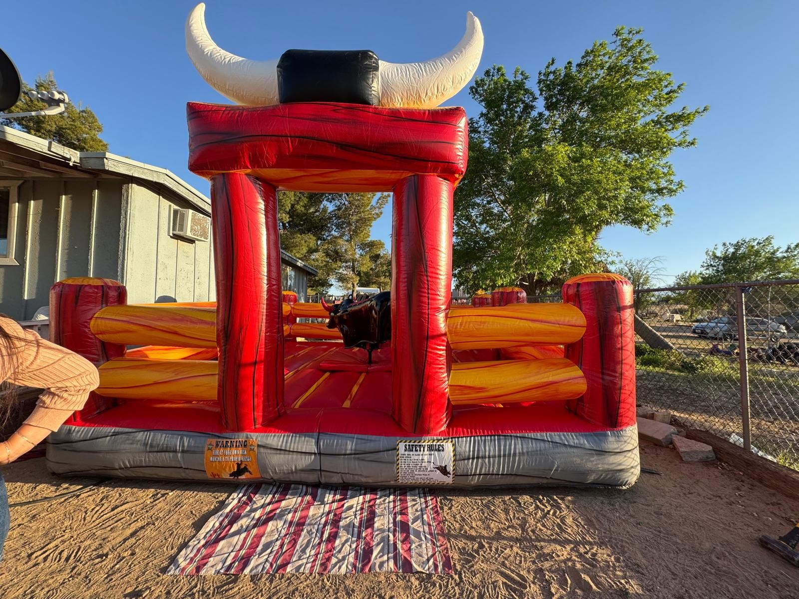 Bull For Sale