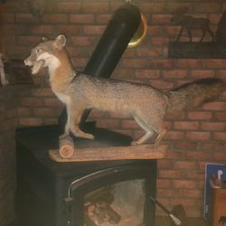 Mounted Fox