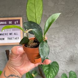 Hoya fungii x pubicalyx ‘Royal Hawaiian Purple’ Plant 🪴 