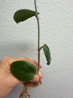 Hoya Swiffers dream x unknown