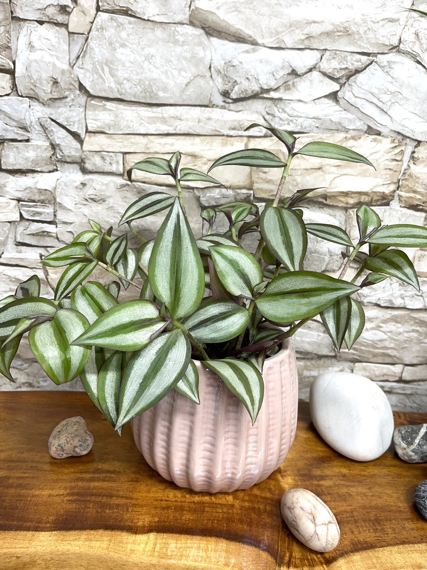 Tradescantia Zebrina Beautiful House Plant With Iridescent Stripes In Textured Ceramic Pot 4.5"H.