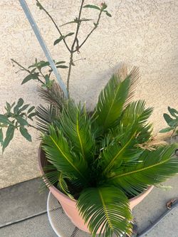 2 differents plants inside this Sago Palm in Terracotta Pot