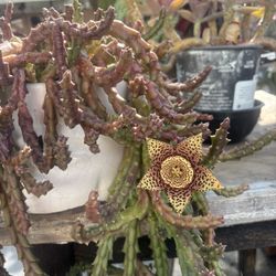 Succulent And Plants 