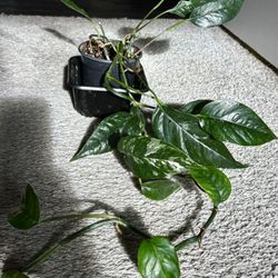 Big Variegated Epipremnum Pinnatum Albo