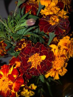 200 Fresh Organic mixed(red/orange) Marigold Flower Seeds