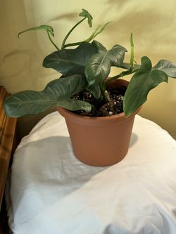 Philodendron Bipennifolium