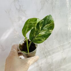 Monstera Var Lechleriana