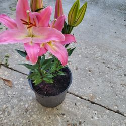 Lily Flowers 