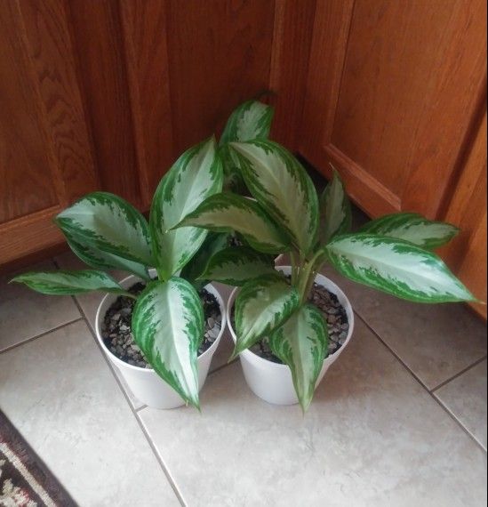 Aglaonema house plants$10-$12 Each pot