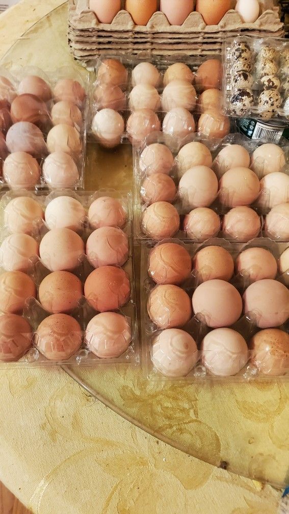 Organic Eggs 