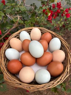 Chicken Eggs 