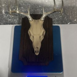EURO MOUNTED WHIAIL DEER WITH .999 SILVER