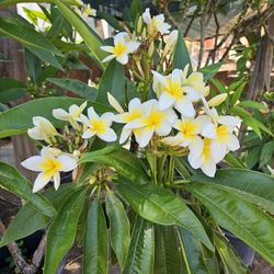 15 Gallons Plumerias 