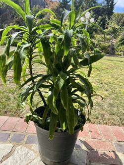 Gorgeous Green Plant.