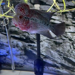 Asia Import Imported Flowerhorn