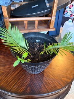 Sagu plant