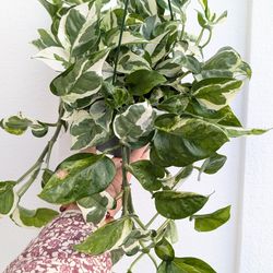 Pothos N'Joy Plant 6" Pot - Indoor House Plants