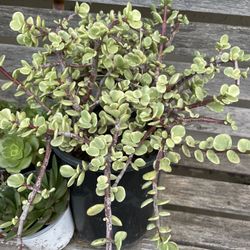 6in Pot Variegated Elephant Bush Succulent 