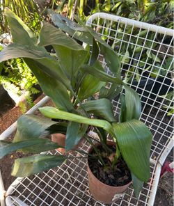 Cast Iron Plant (Aspidistra