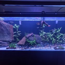 55 Gallon Fish Tank No Fish