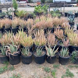 Plants 