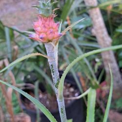Miniature Pineapple Plants