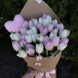 Tulips 