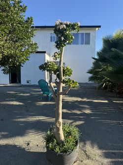 6 foot tall Jade Tree