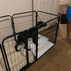 Stainless Steel Multi-Functional Indoor Dog Still in the box