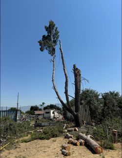Cheap tree guys