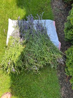 Large batch of freshly cut lavender