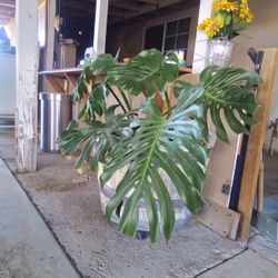 Plata Conosida Como Costilla De Adan Contodo Y Masetero $35