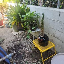 Big Plant Yard Sale!!!!