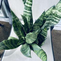 Snake Plant 