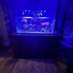 Aquarium saltwater corals fish livesand stand sump led lights