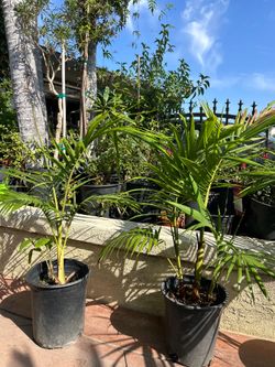 King Palm tree