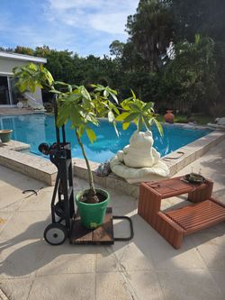 Pechera Aquatica(Money tree)