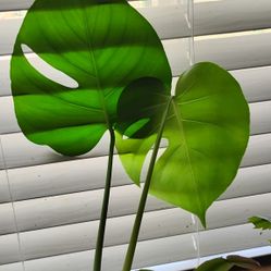 Monstera 