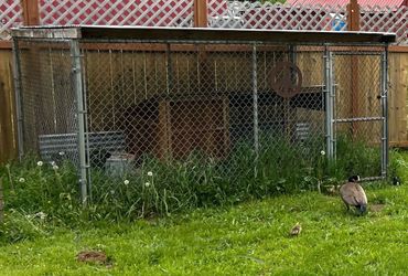 Chain link Dog kennel