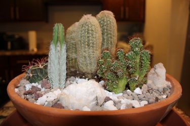 Collector Cactus Arrangement
