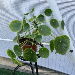 Pilea Peperomioides