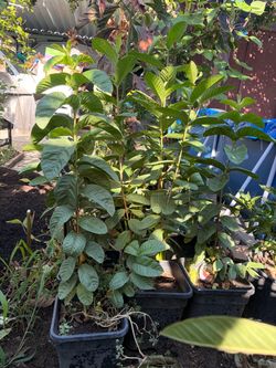 Fruit Trees for Sale