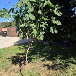  Chaya Plant Medesinal 