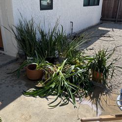 Assorted Landscaping Plants