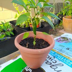 Hot Jalapeno Pepper Plants Organic